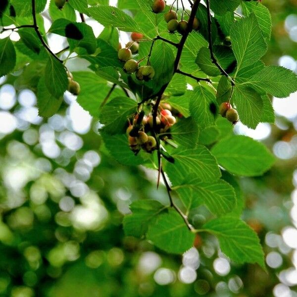 Crataegus crus-galli Frunză