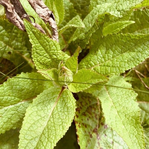 Verbascum nigrum برگ