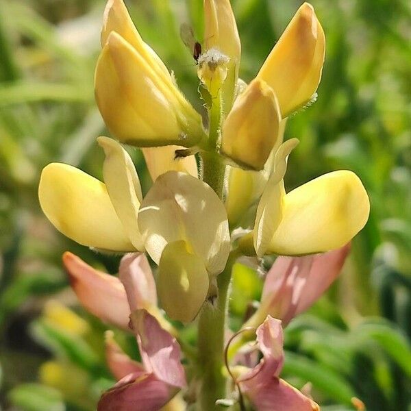 Lupinus luteus Flor