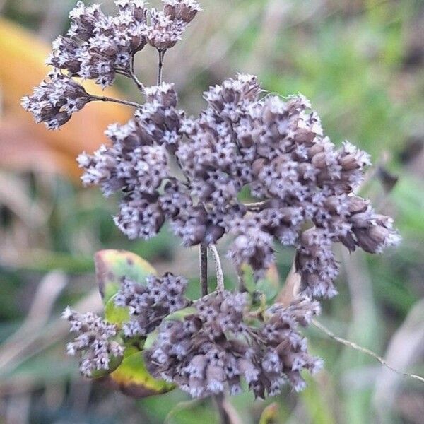 Origanum vulgare Ďalší