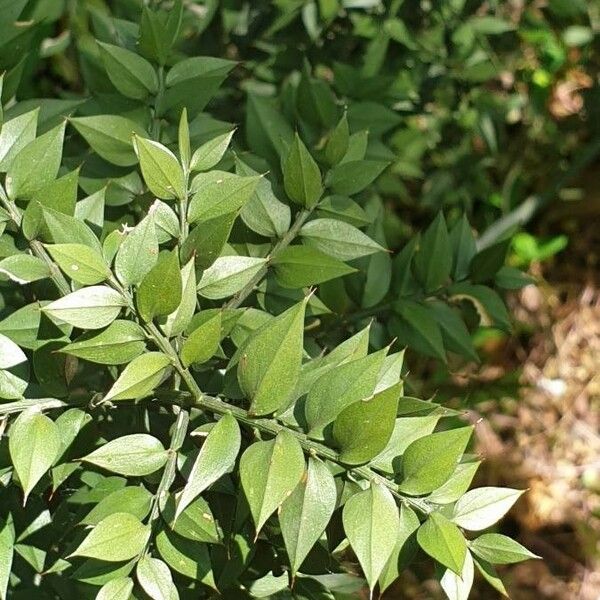 Ruscus aculeatus Frunză