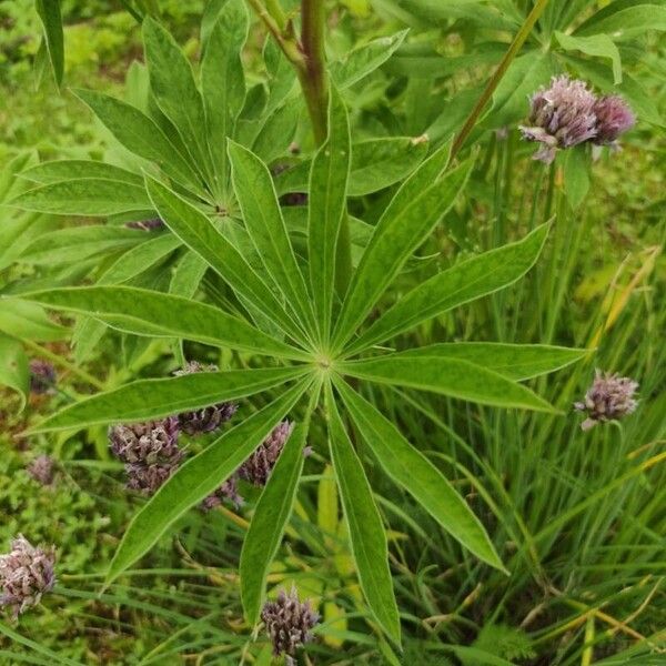 Lupinus perennis Folha