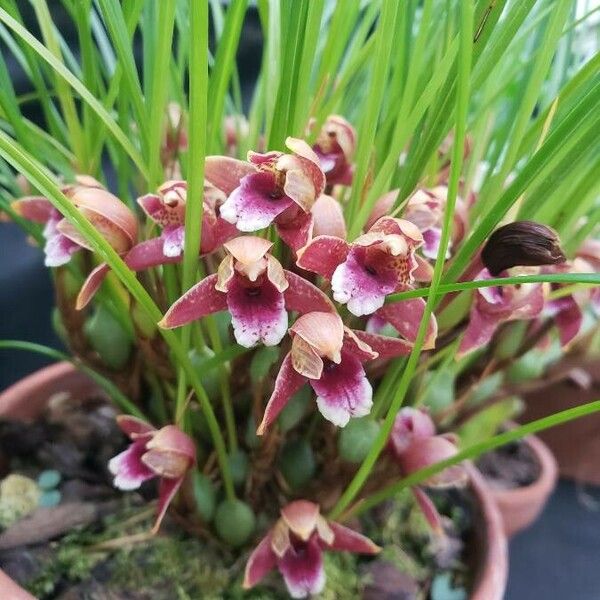 Maxillaria sanguinea Cvet