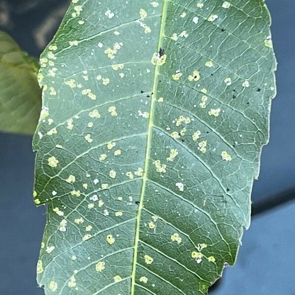 Carya pallida Leaf