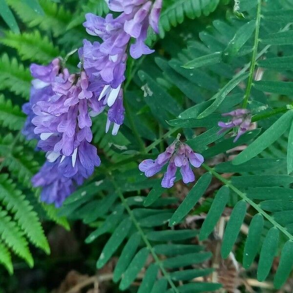 Vicia cracca Flor