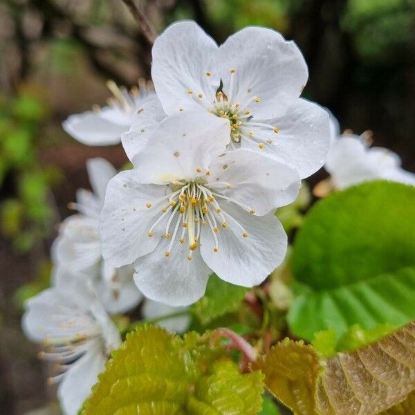 Prunus cerasus 花