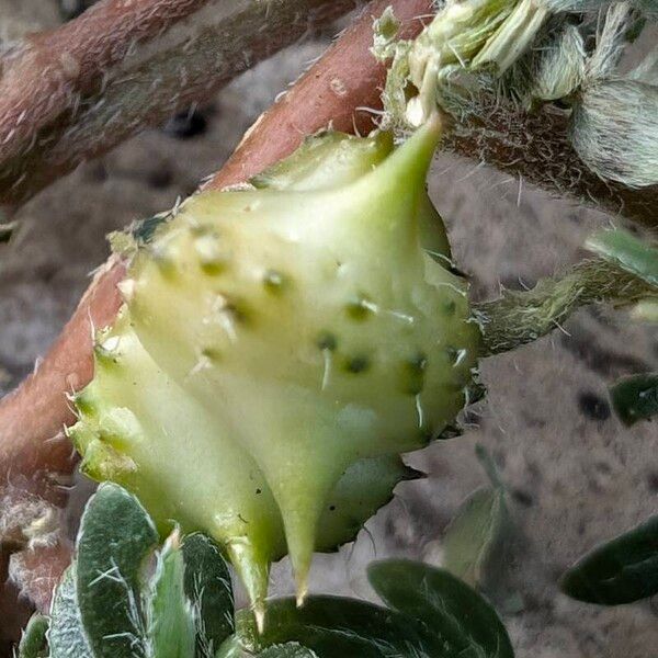 Tribulus terrestris Fruit