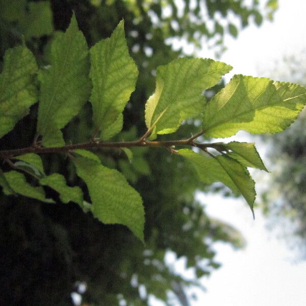 Grewia caffra Leaf