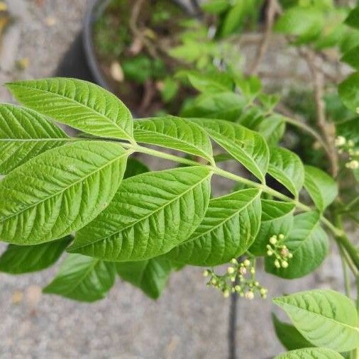 Picrasma excelsa Leaf