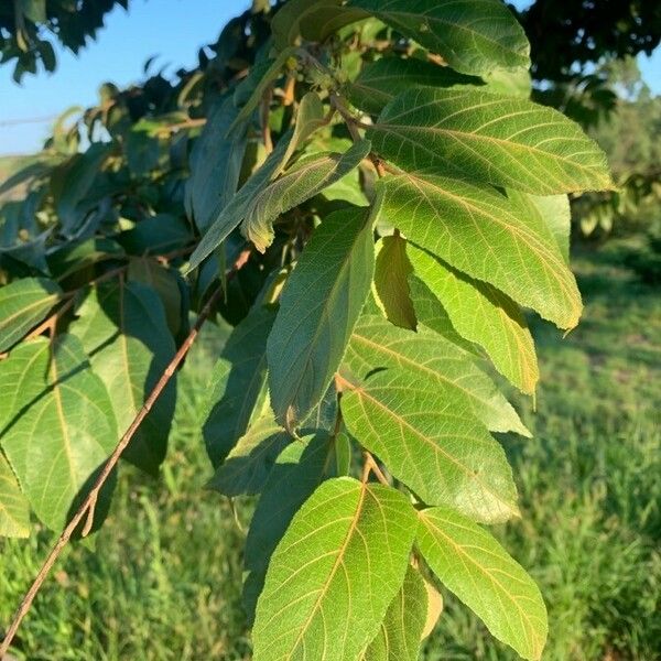 Commersonia bartramia Foglia