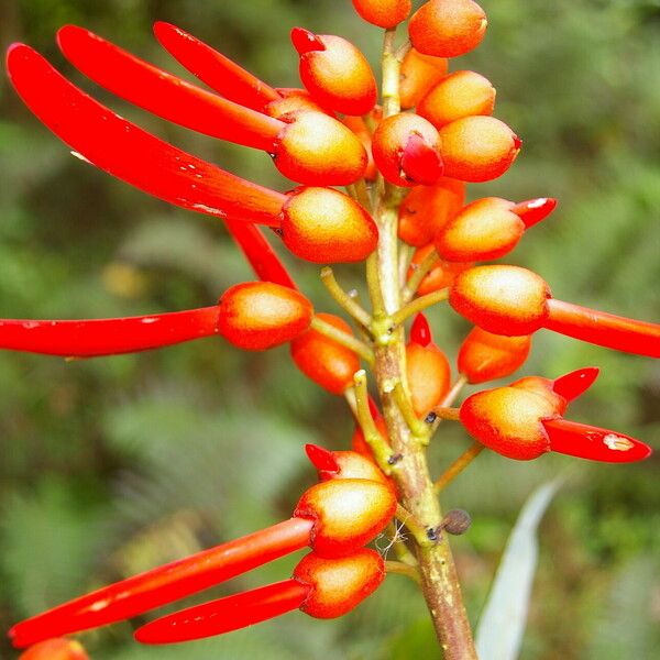 Erythrina globocalyx Cvet