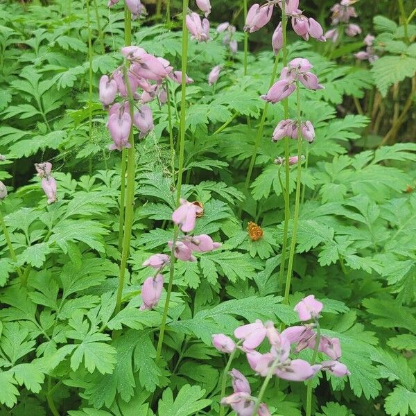 Dicentra formosa Květ