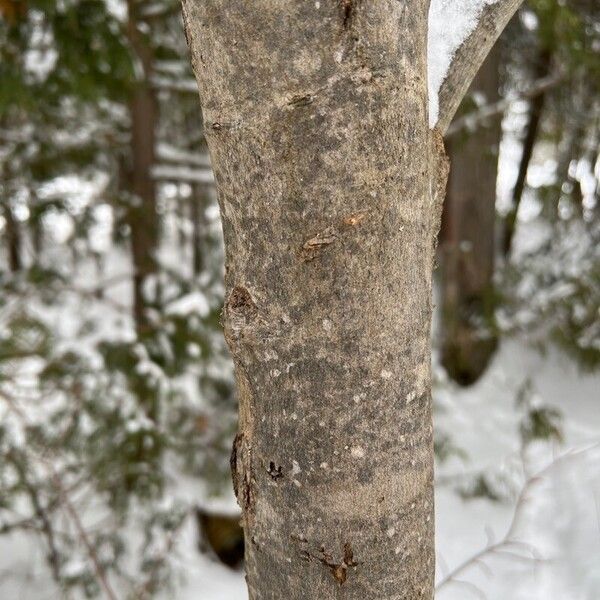 Populus tremuloides Кора