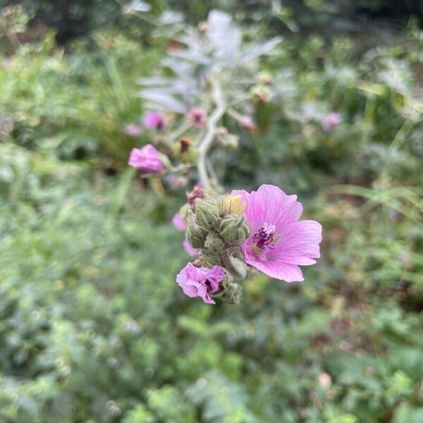 Althaea cannabina Кветка