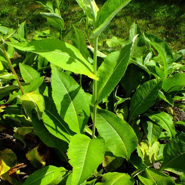 Inula helenium ᱥᱟᱠᱟᱢ