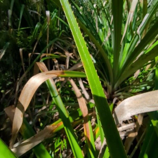 Pandanus purpurascens Lapas