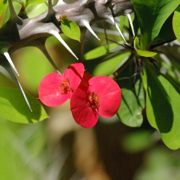 Euphorbia milii Cvet