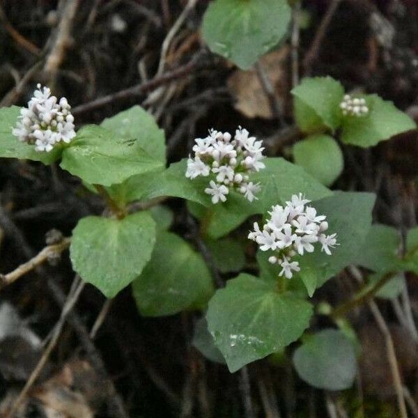 Valeriana montana ᱵᱟᱦᱟ