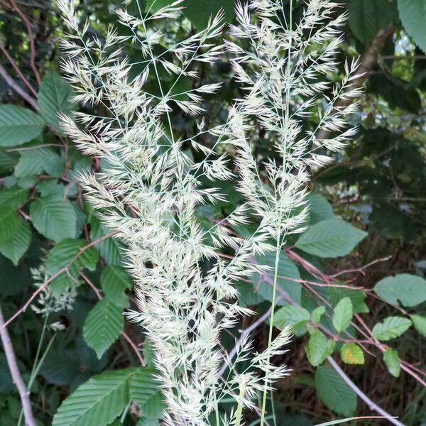 Poa trivialis Flor