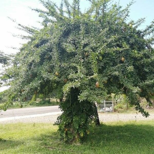 Crescentia cujete Celota