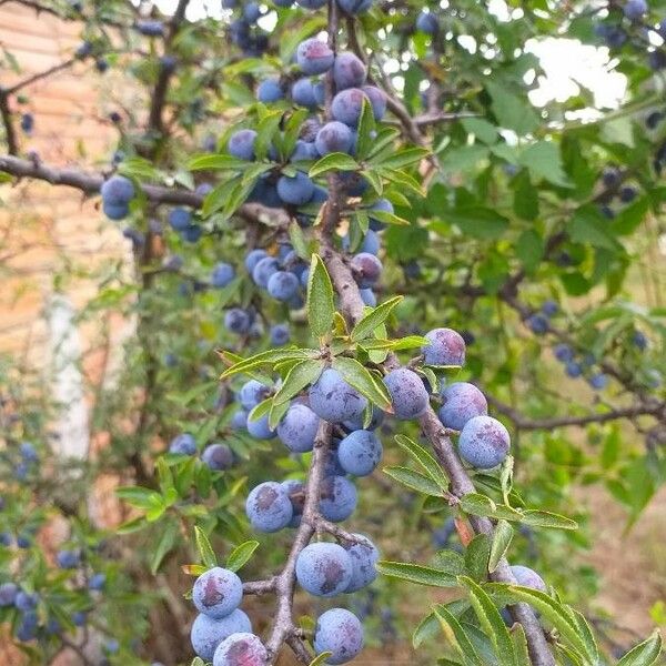 Prunus spinosa Φρούτο