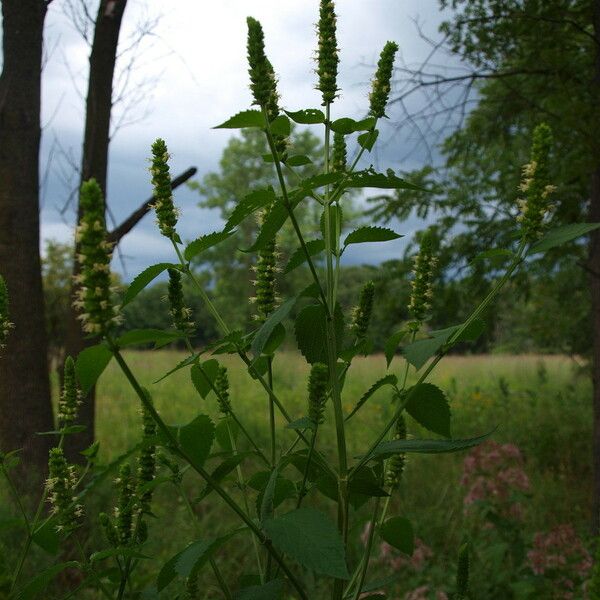 Agastache nepetoides Habitus