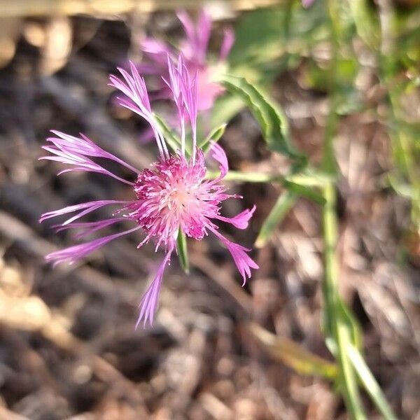 Centaurea diluta Flower