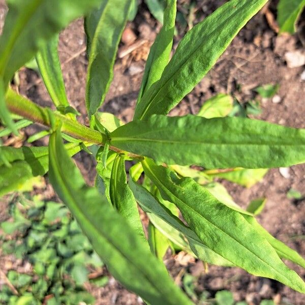 Xerochrysum bracteatum Leaf