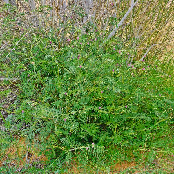 Tephrosia purpurea Foglia