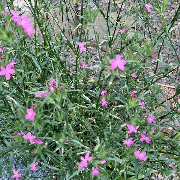 Dianthus armeria Habit