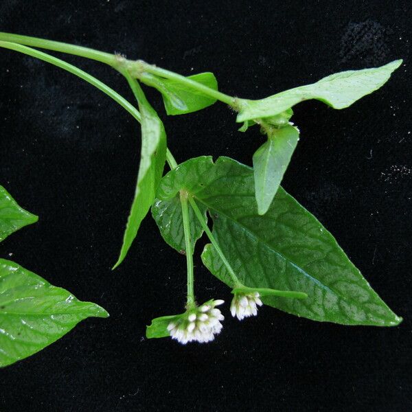 Persicaria nepalensis Hábito