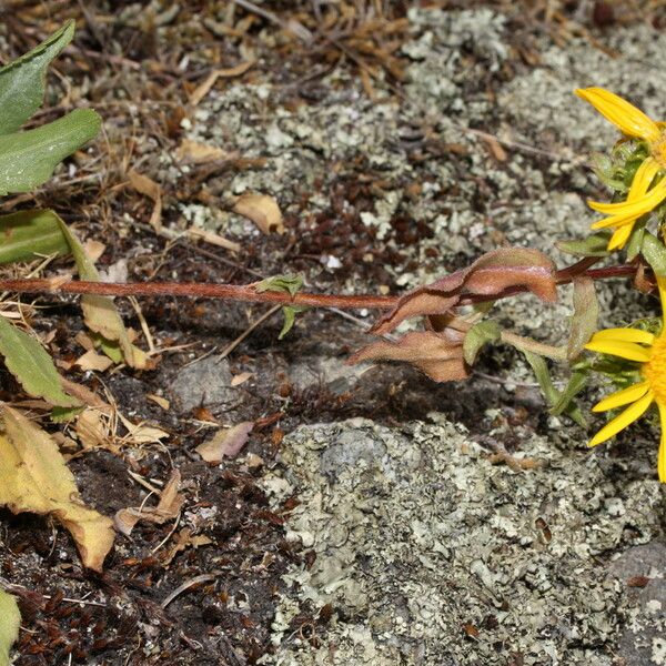 Grindelia integrifolia 花