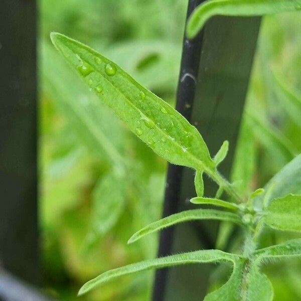 Sisymbrium orientale Leaf