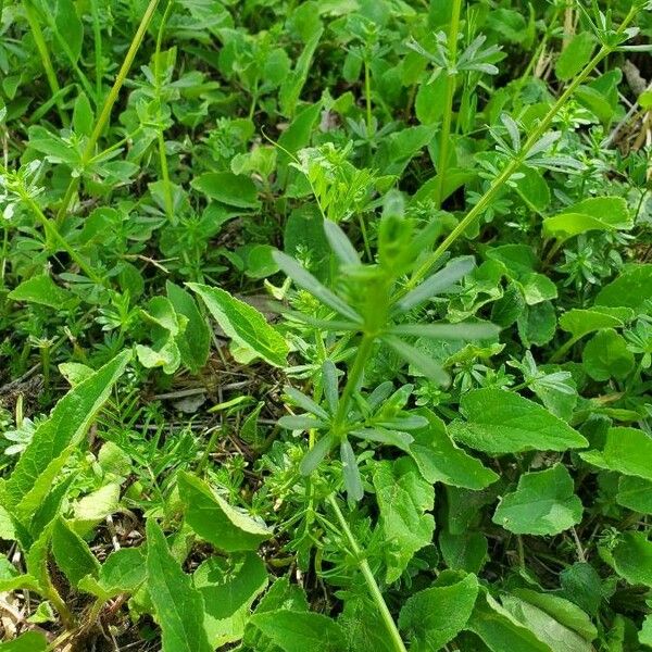 Galium mollugo Leaf