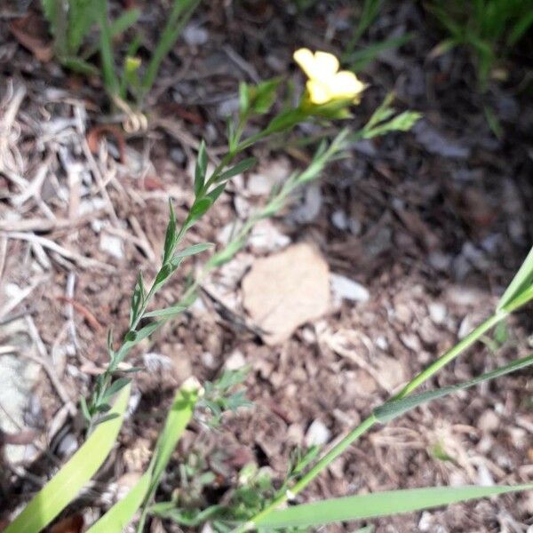 Linum maritimum Çiçek