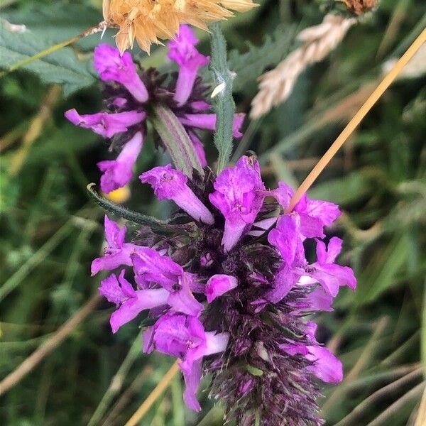 Stachys officinalis 花