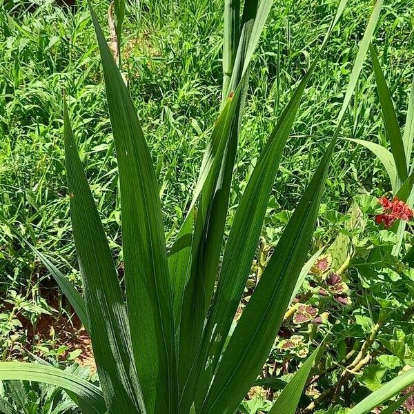 Gladiolus dalenii برگ