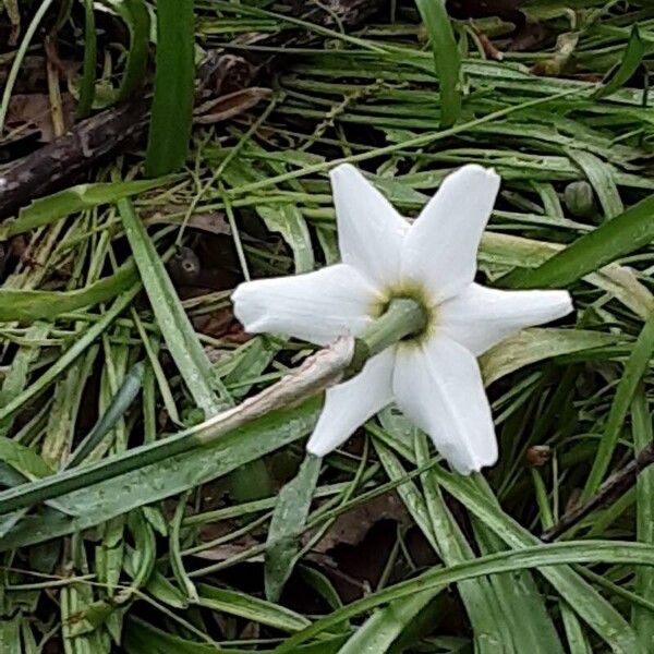 Narcissus poeticus Flor