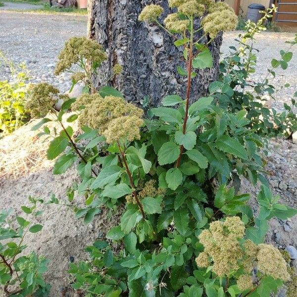 Spiraea betulifolia Fuelha