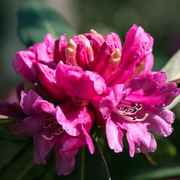Rhododendron anthosphaerum Bloem
