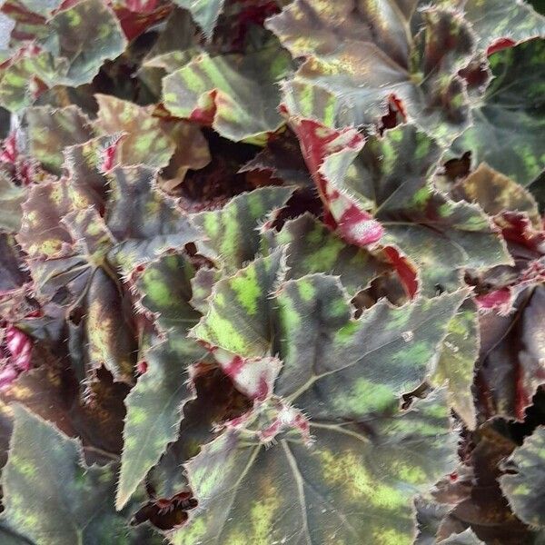 Begonia bowerae Habitat