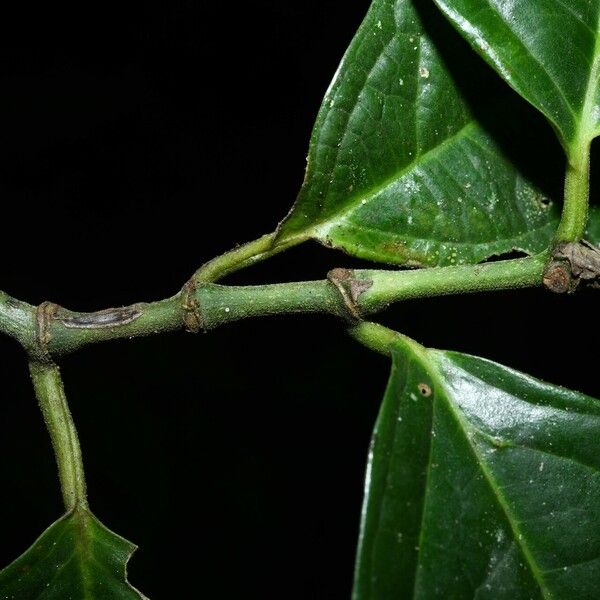 Piper hostmannianum Leaf