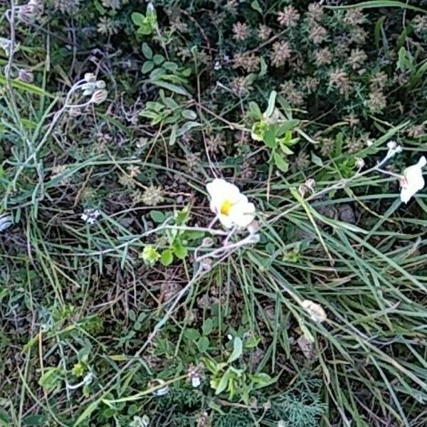 Helianthemum lippii Blodyn