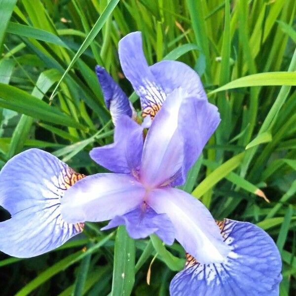 Iris sibirica പുഷ്പം