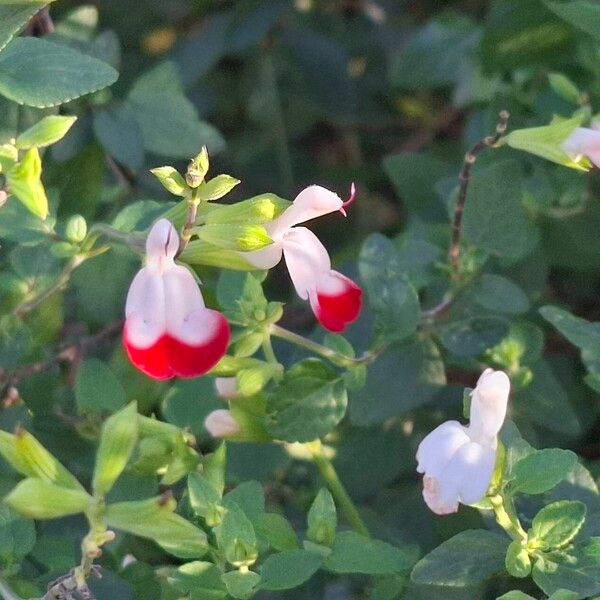 Salvia × jamensis Λουλούδι