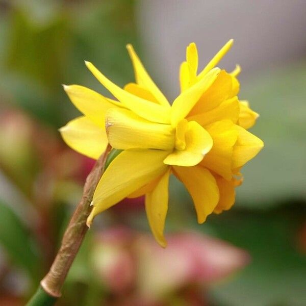 Narcissus jonquilla Floare