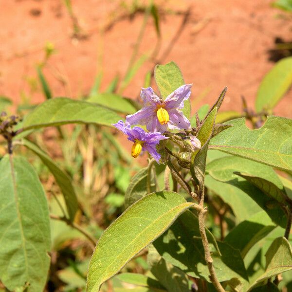 Solanum incanum Flower