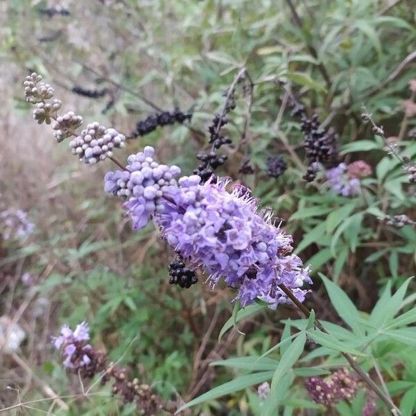 Vitex agnus-castus 花