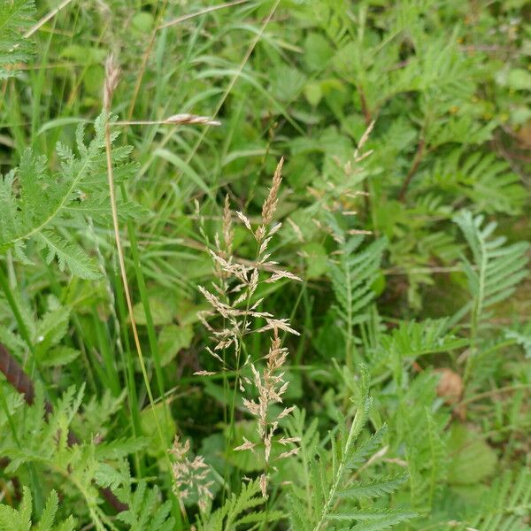 Agrostis gigantea Flower