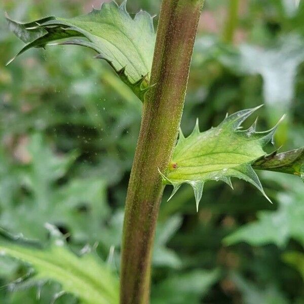 Acanthus spinosus Rinde